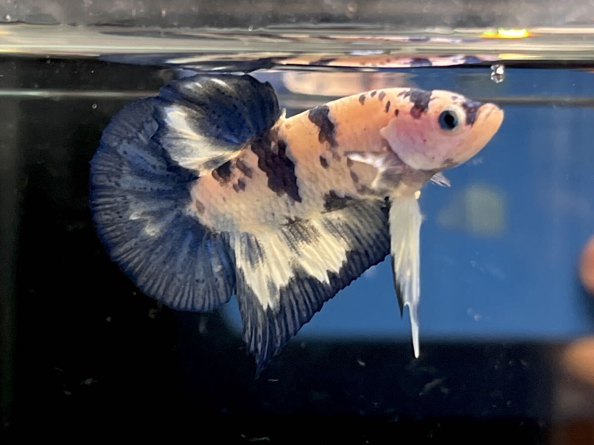 ★★ ベタ　338 マーブルブルー　ダルメシアン　4.5cm オス　★死着保証　★動画あり　(沖縄・北海道発送可)_画像6