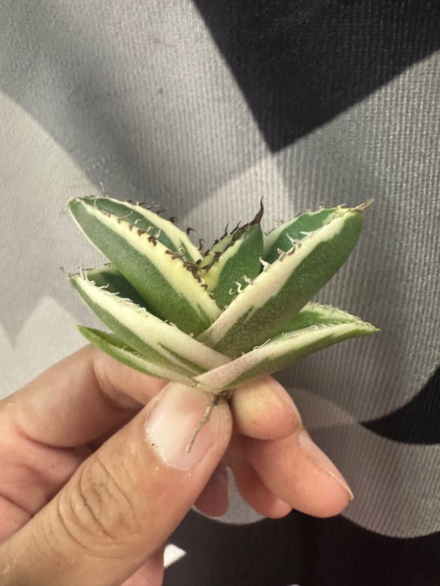 【FJ Agave】g61アガベ純血錦 正宗白覆輪錦 特白斑入の画像3