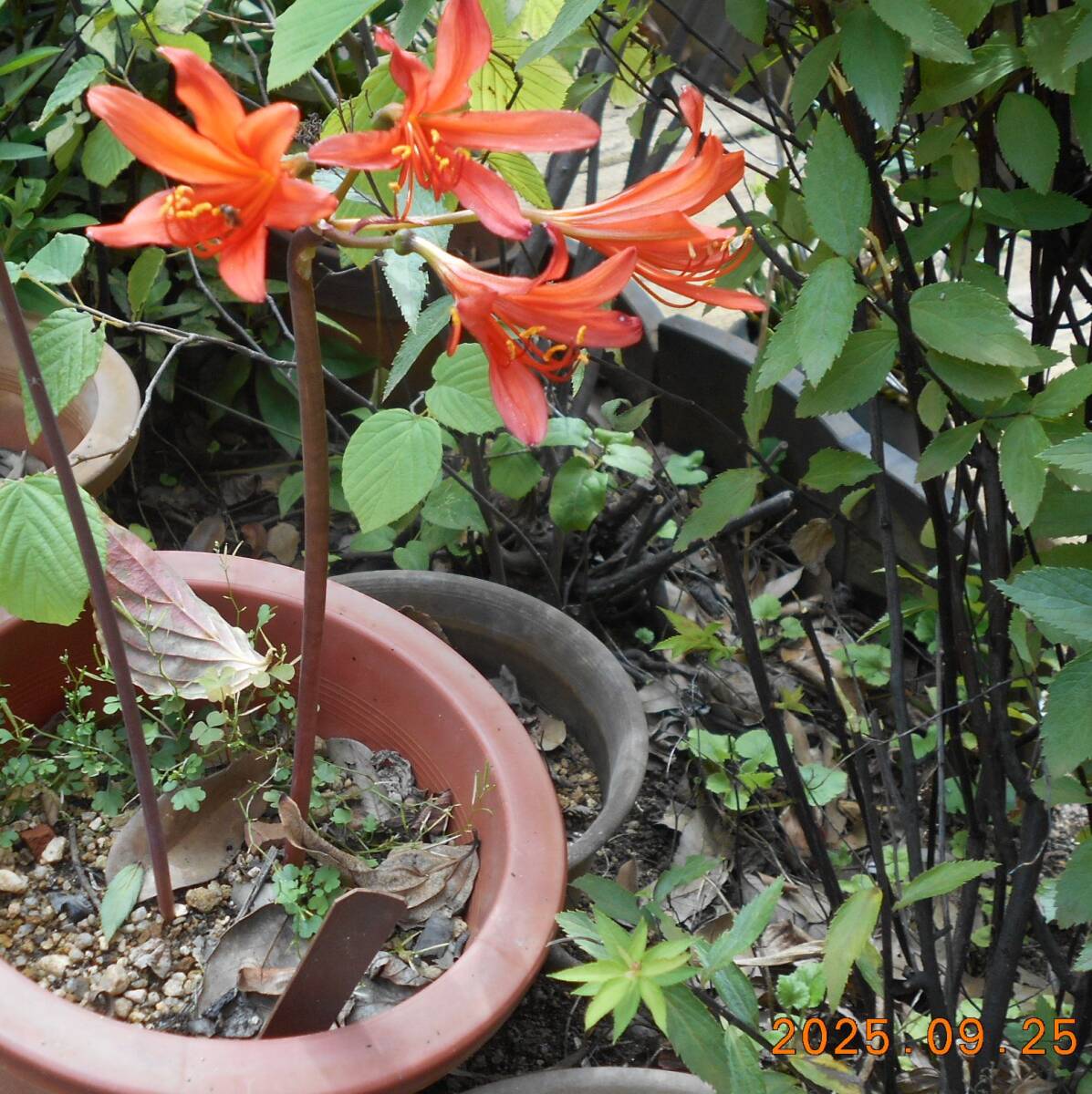 狐のカミソリ　10球　1500円　第4種定形外郵便物　送料無料_画像3