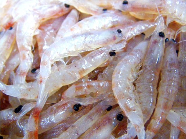 ●■冷凍超特エサ■厳選　マル金のオキアミ　鮮度抜群！！_画像3