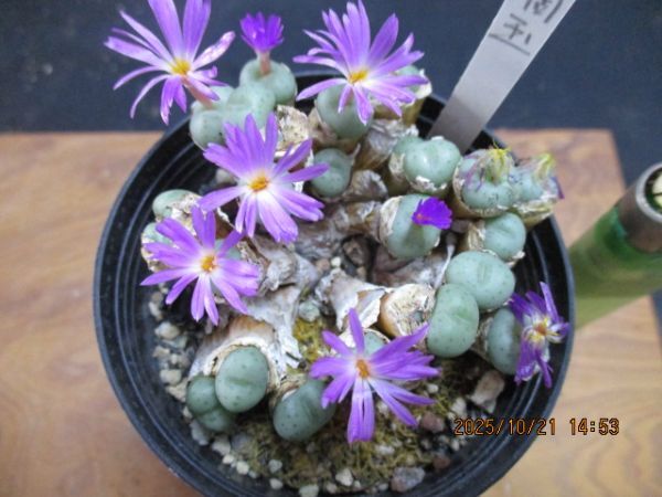 多肉植物　コノフィツム　水滴玉②　 ポットに植えたまま 四種郵便発送　_画像1