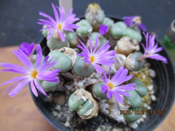 多肉植物　コノフィツム　水滴玉②　 ポットに植えたまま 四種郵便発送　_画像2