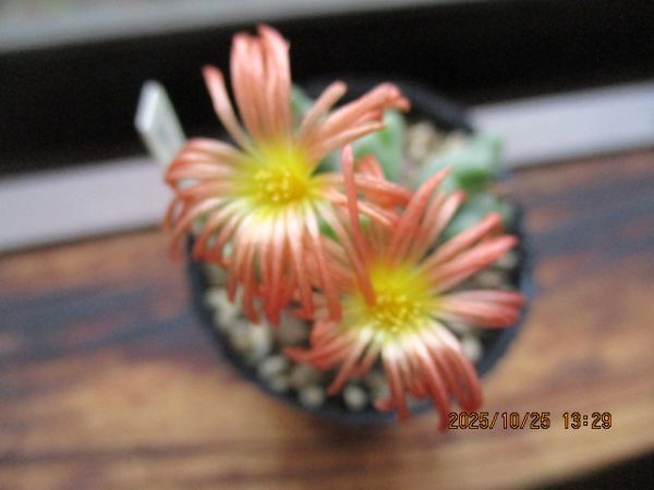 多肉植物 コノフィツム 聖園 ポットに植えたまま 四種郵便発送 _画像1