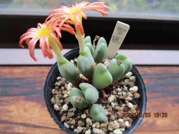 多肉植物 コノフィツム 聖園 ポットに植えたまま 四種郵便発送 _画像2