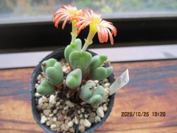 多肉植物 コノフィツム 聖園 ポットに植えたまま 四種郵便発送 _画像3