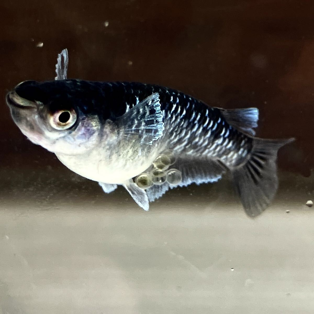 ｛薫メダカ。｝めだか【ミッドナイトフリル体外光 】有精卵２０個＋α  体外光 ラメ二色 オロチ ブラックダイヤの画像2