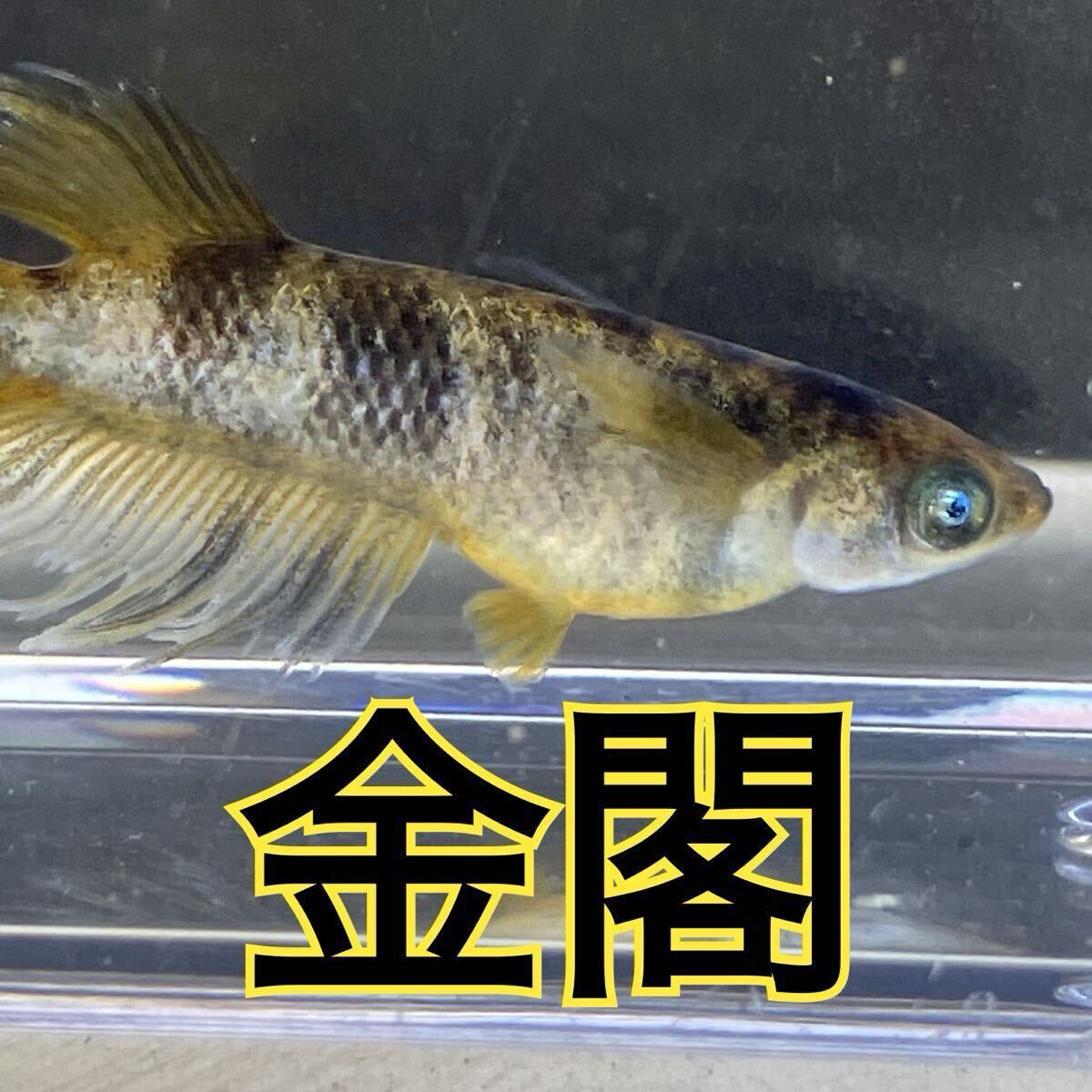 ｛薫メダカ。｝めだか【金閣】有精卵１０個 ＋αの画像1