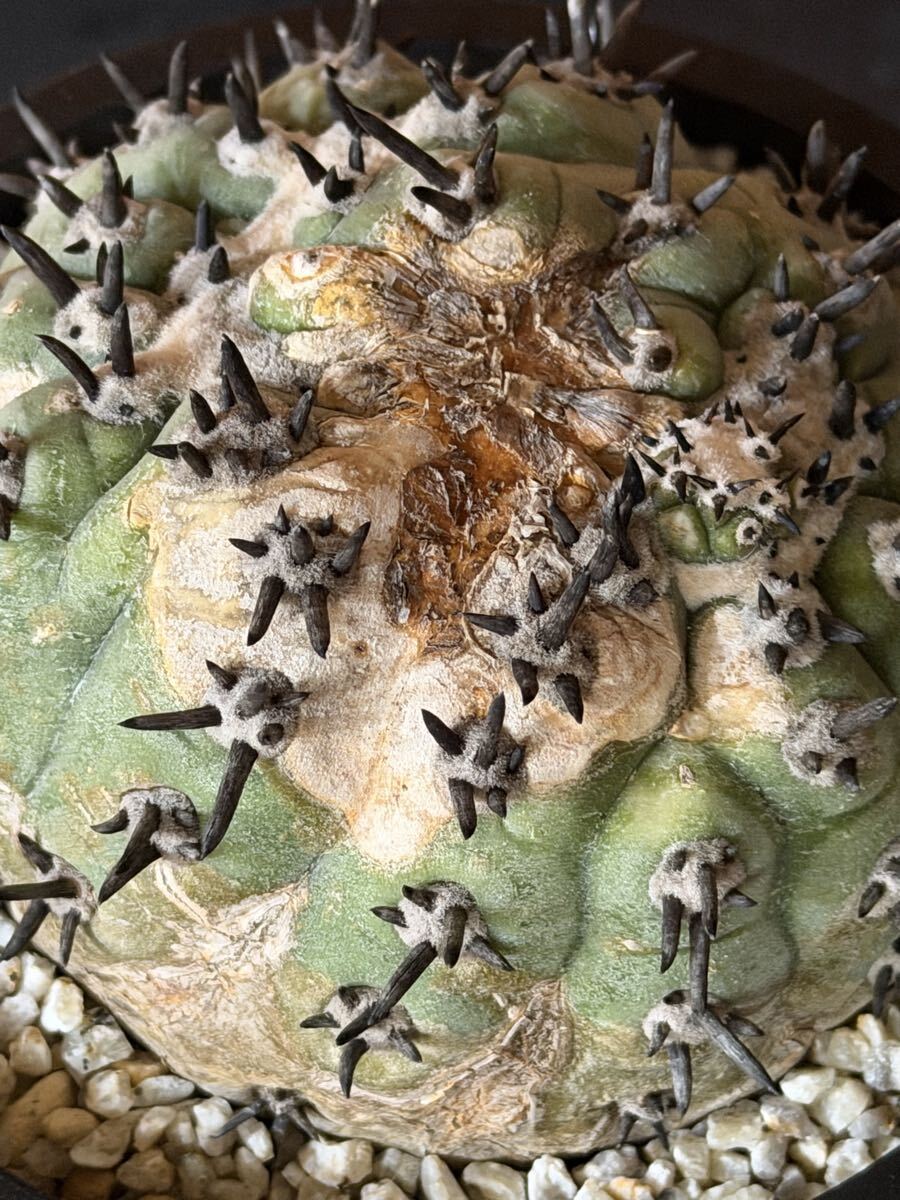 短棘黒王丸 継ぎおろし サボテン コピアポア Copiapoa cinerea 希少 激レア 大きい てっか?_画像3