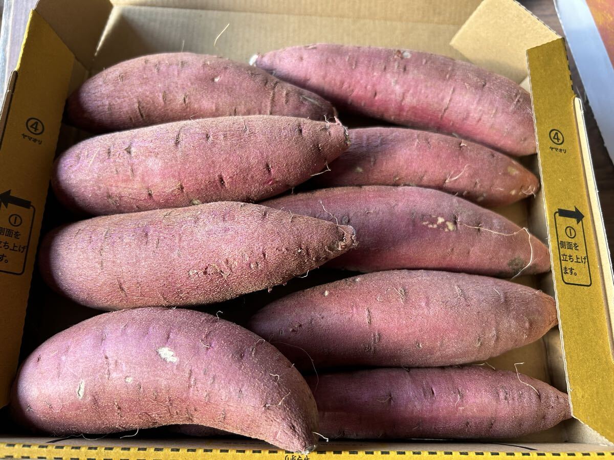 送料込み！新品種 サツマイモ 栗かぐや 満杯詰めの画像1