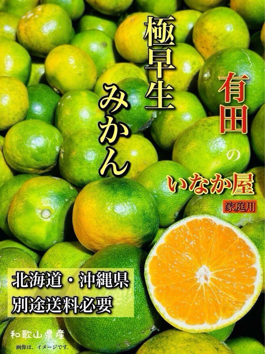 みかん 10kg 傷あり b品 早い者勝ち 数量限定 おすすめみかん 和歌山県産 有田みかん 柑橘 果物 サービス価格_画像1
