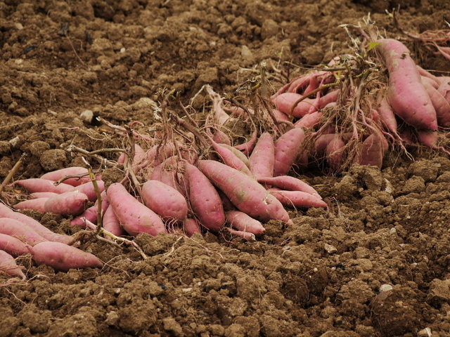 клубень ... легкий соль тест 270g ширина гора еда местного производства внутренний производство клубень chip s Kochi ..... клубень Karinto чай .. японские сладости здоровый 