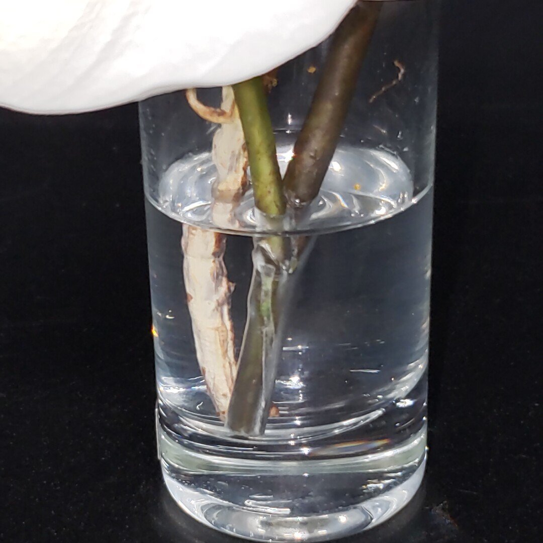 胡蝶蘭 エミリオロバ EMILIO ROBBA アートフラワー 造花 オブジェ 置物 飾り インテリア 小物 雑貨 コレクション 【60i5345】_画像8