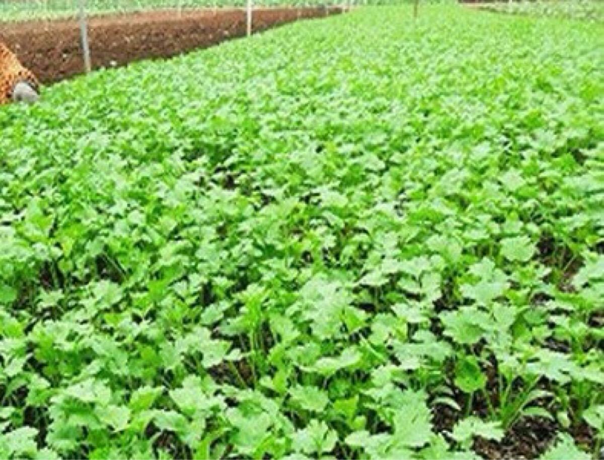 パクチーの種（大粒タイプ）【2000粒】 _画像5