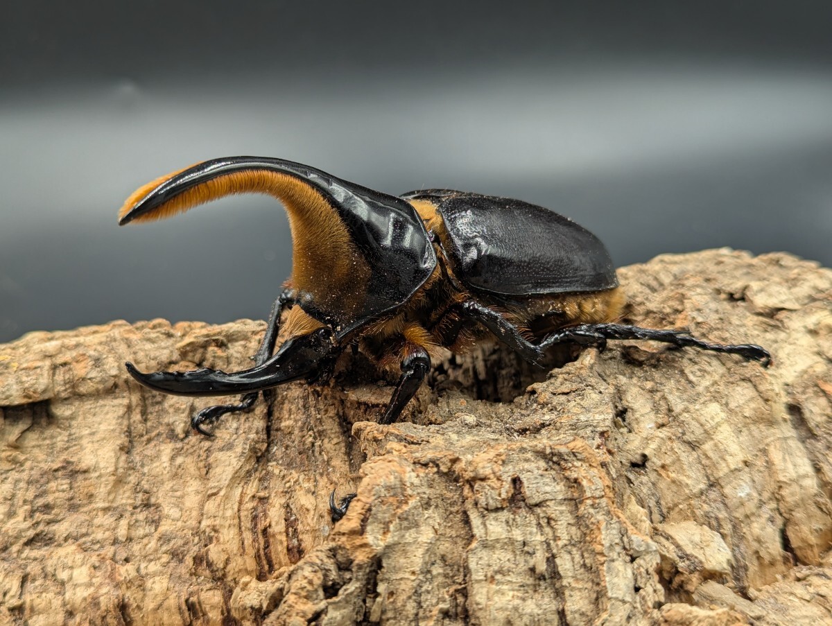 sa язык oo Kabuto примерно 104mm * одиночный 11 месяц 9 день самовывоз для поиска sa язык 