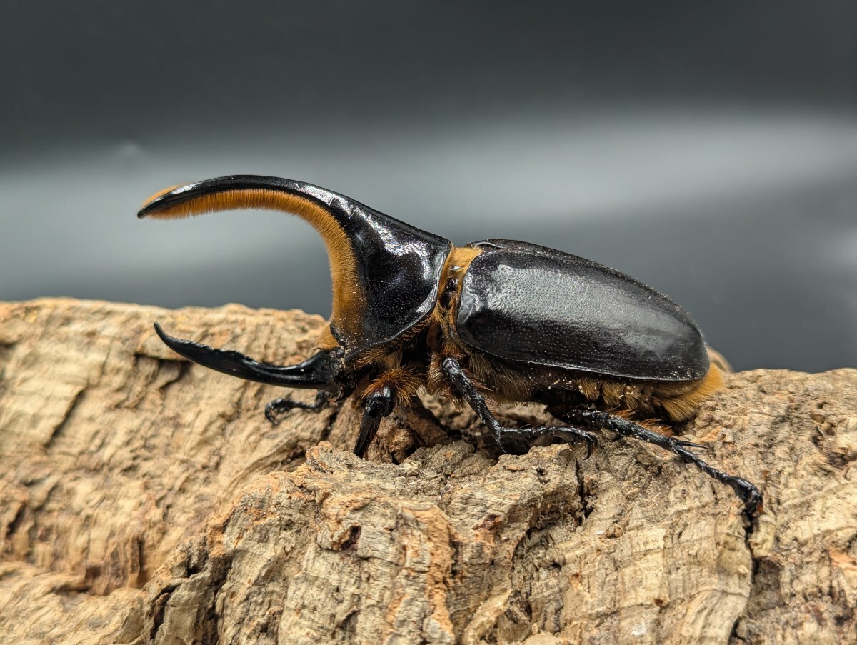 sa язык oo Kabuto примерно 104mm * одиночный 11 месяц 9 день самовывоз для поиска sa язык 