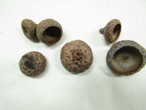 ne. дом. рука создание большой желудь шляпа 100 шт и больше 