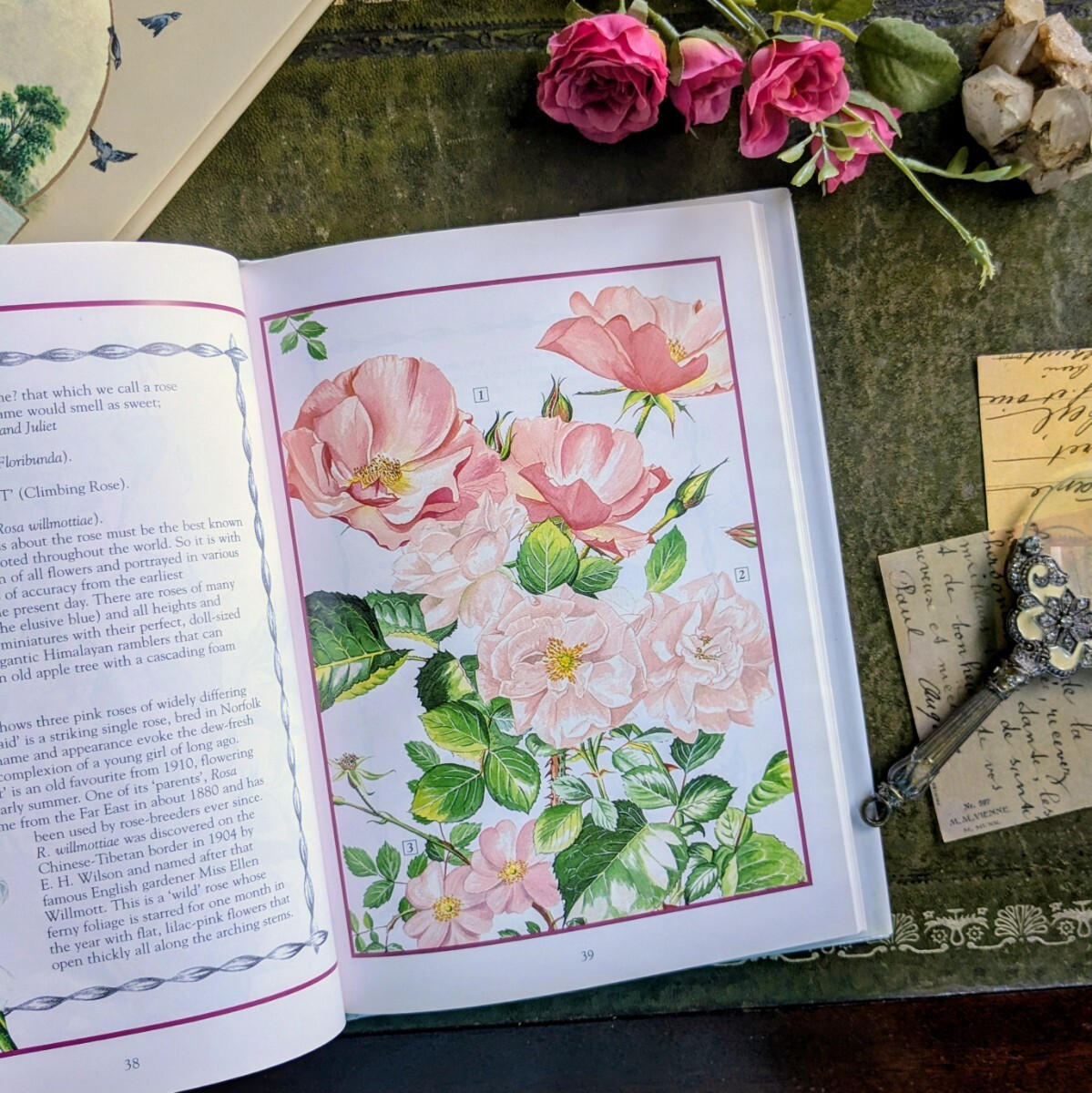 ma.. букет блестящий . цветок .... хвастаться Vintage книга@ растения иллюстрированная книга старинная книга иностранная книга