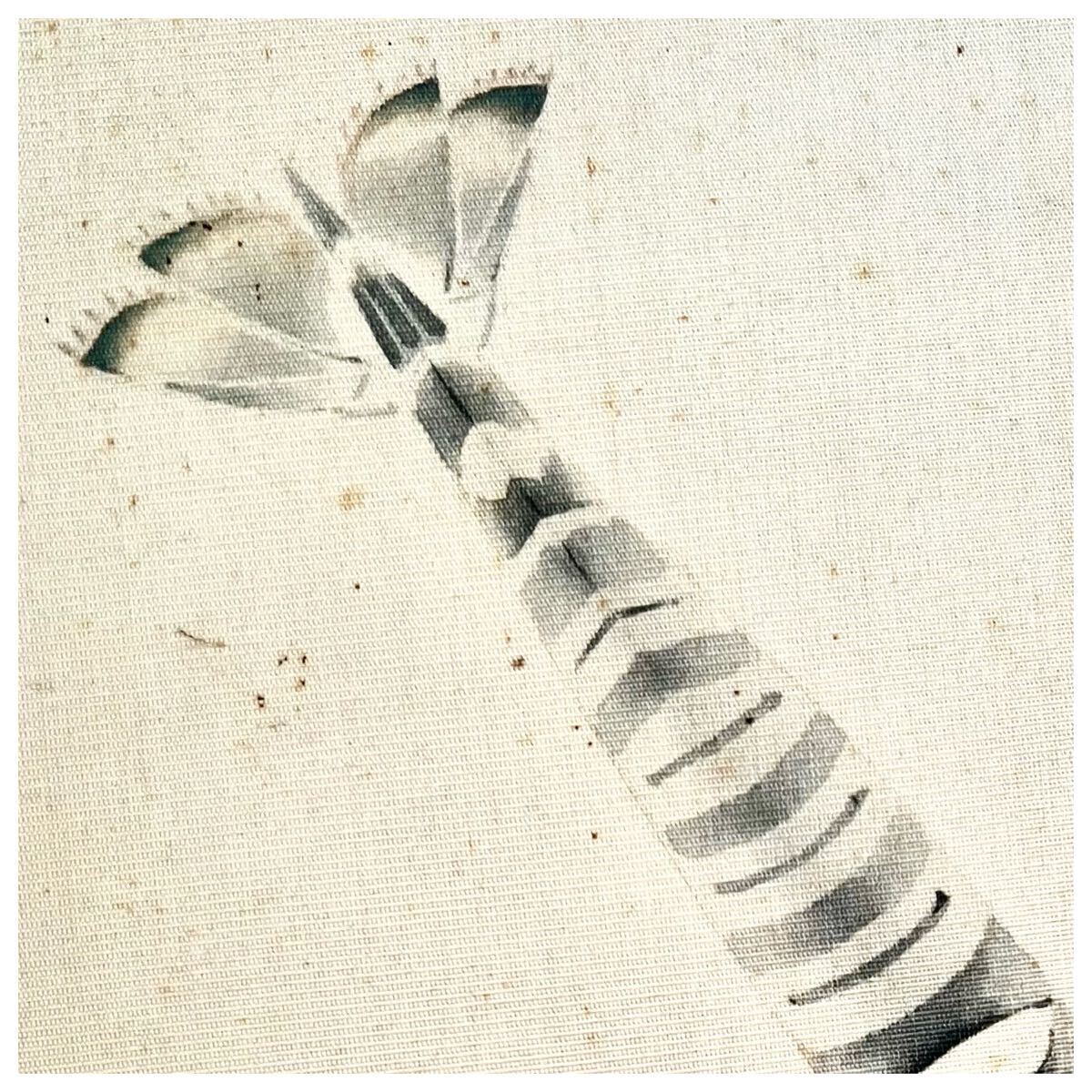 【真作】【S8】加藤晨明「ゑび」絹本 肉筆 共箱 鳥獣 えび 海老 魚介図 絵画 掛軸 昭和-平成時代の日本画家 愛知の人 師: 中村岳陵_画像7