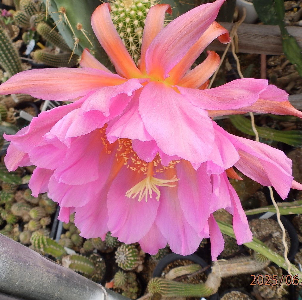 花サボテン NO.47 名「フライングドラゴン」 カキ仔苗 _画像2