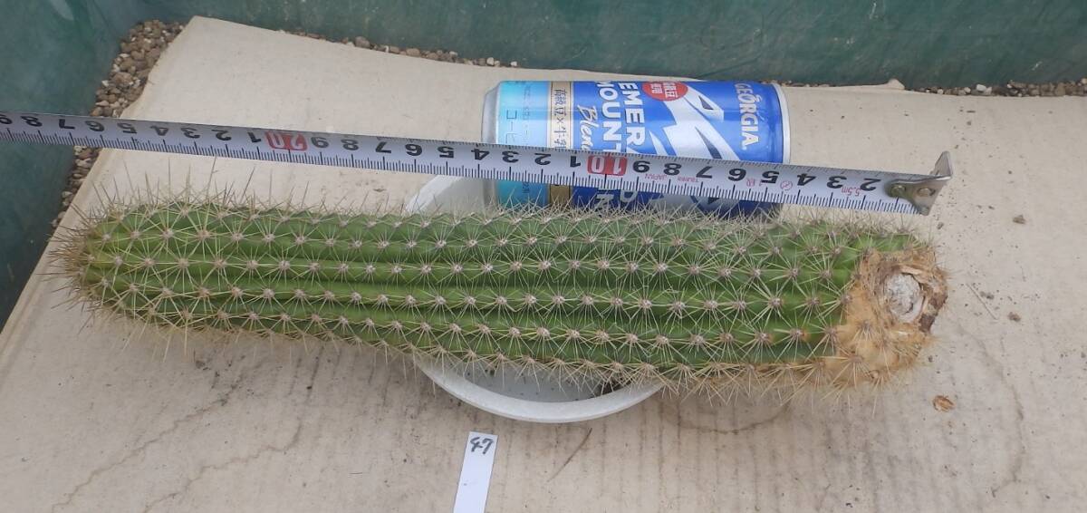 花サボテン NO.47 名「フライングドラゴン」 カキ仔苗 _画像8