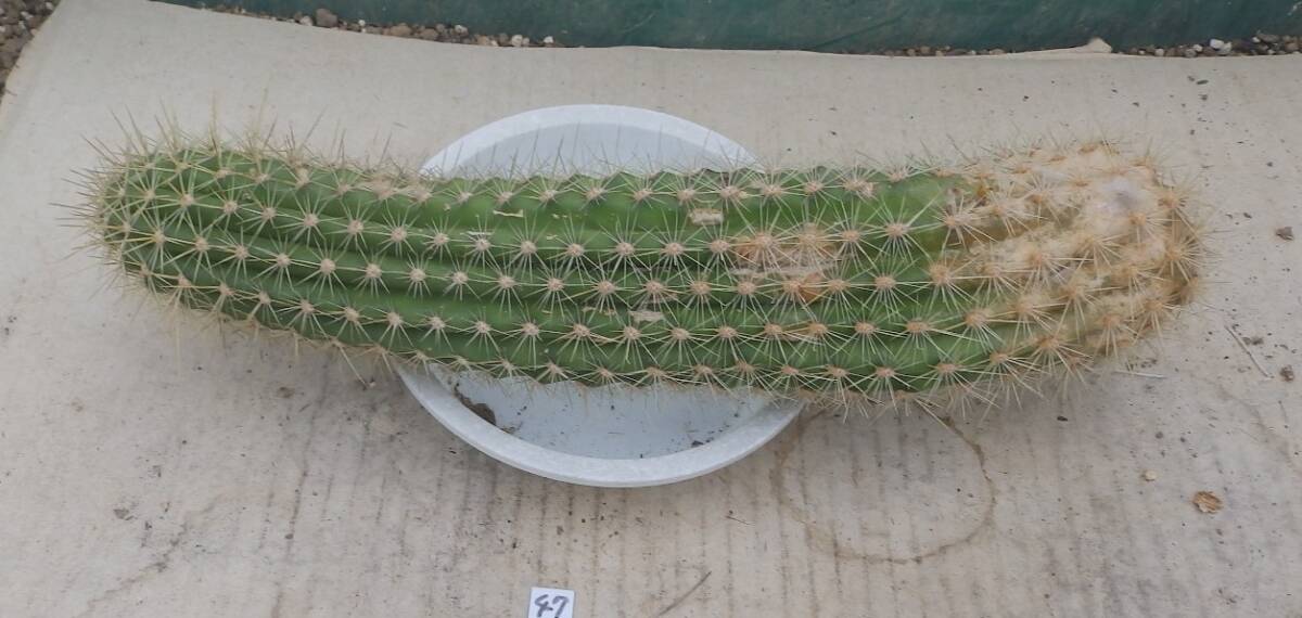 花サボテン NO.47 名「フライングドラゴン」 カキ仔苗 _画像5