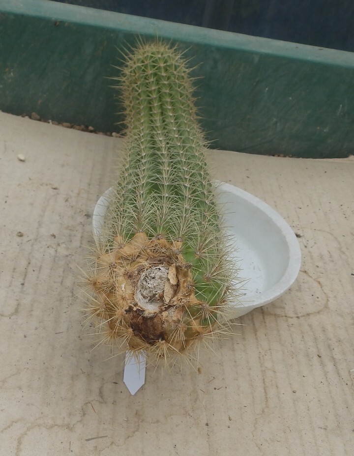 花サボテン NO.47 名「フライングドラゴン」 カキ仔苗 _画像7