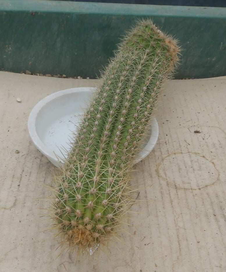 花サボテン NO.47 名「フライングドラゴン」 カキ仔苗 _画像6