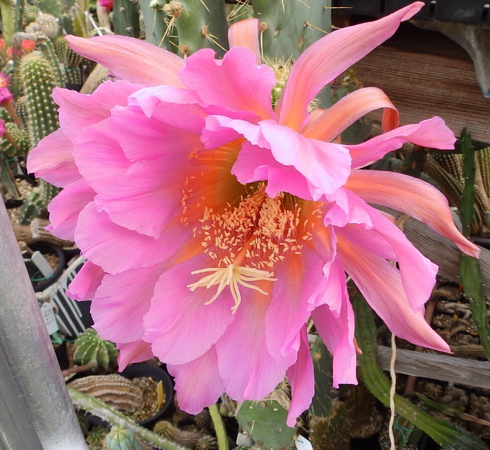 花サボテン NO.47 名「フライングドラゴン」 カキ仔苗 _画像1