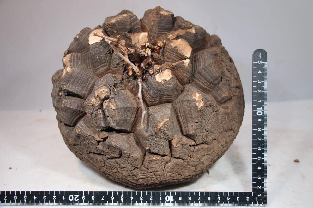 g.10月14日輸入】亀甲竜（ディオスコレア・エレファンティペス）【現地球】　Dioscorea Elephantipes_画像2