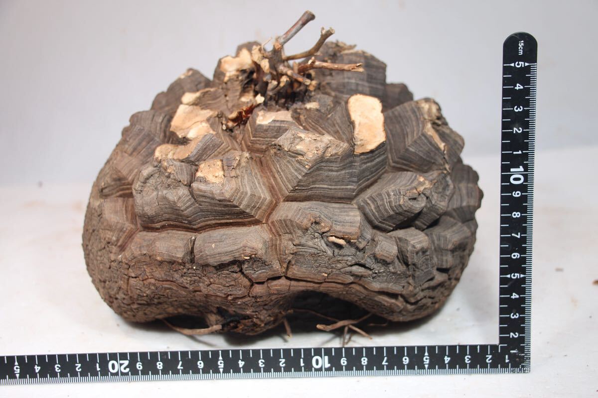 g.10月14日輸入】亀甲竜（ディオスコレア・エレファンティペス）【現地球】　Dioscorea Elephantipes_画像3