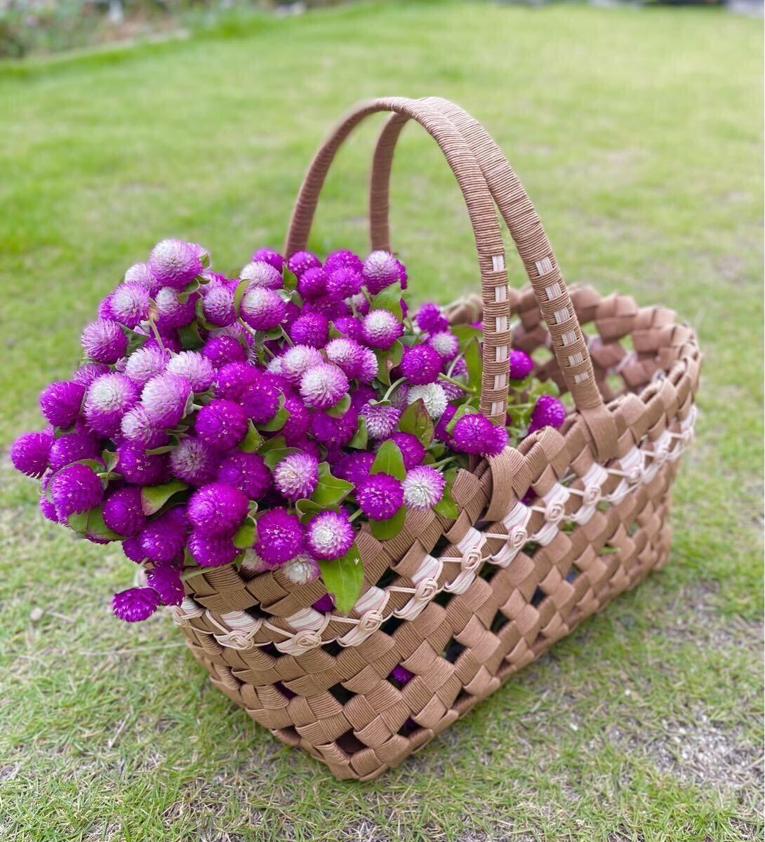 【ネコポス即日発送】千日紅生花25本★バイカラー&パープル フレッシュ切り花★プレゼント 仏花にも!★センニチコウ ②_画像1