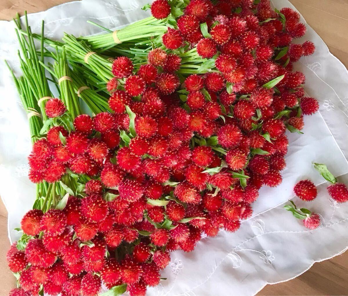 【ネコポス即日発送】千日紅 切り花25本★ストロベリーフィールド生花★赤い千日紅 プレゼントにも！②_画像4