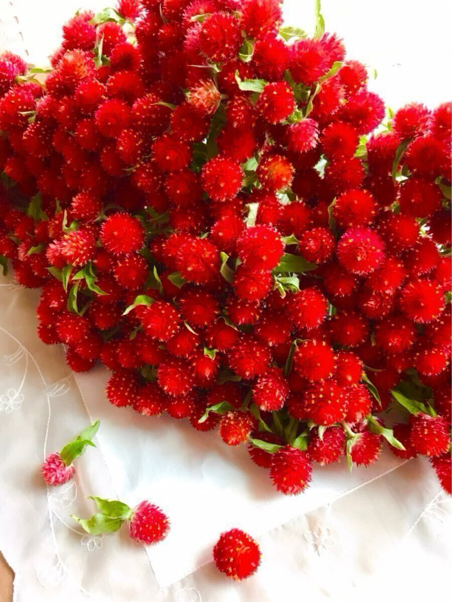 【ネコポス即日発送】千日紅 切り花25本★ストロベリーフィールド生花★赤い千日紅 プレゼントにも！②_画像2