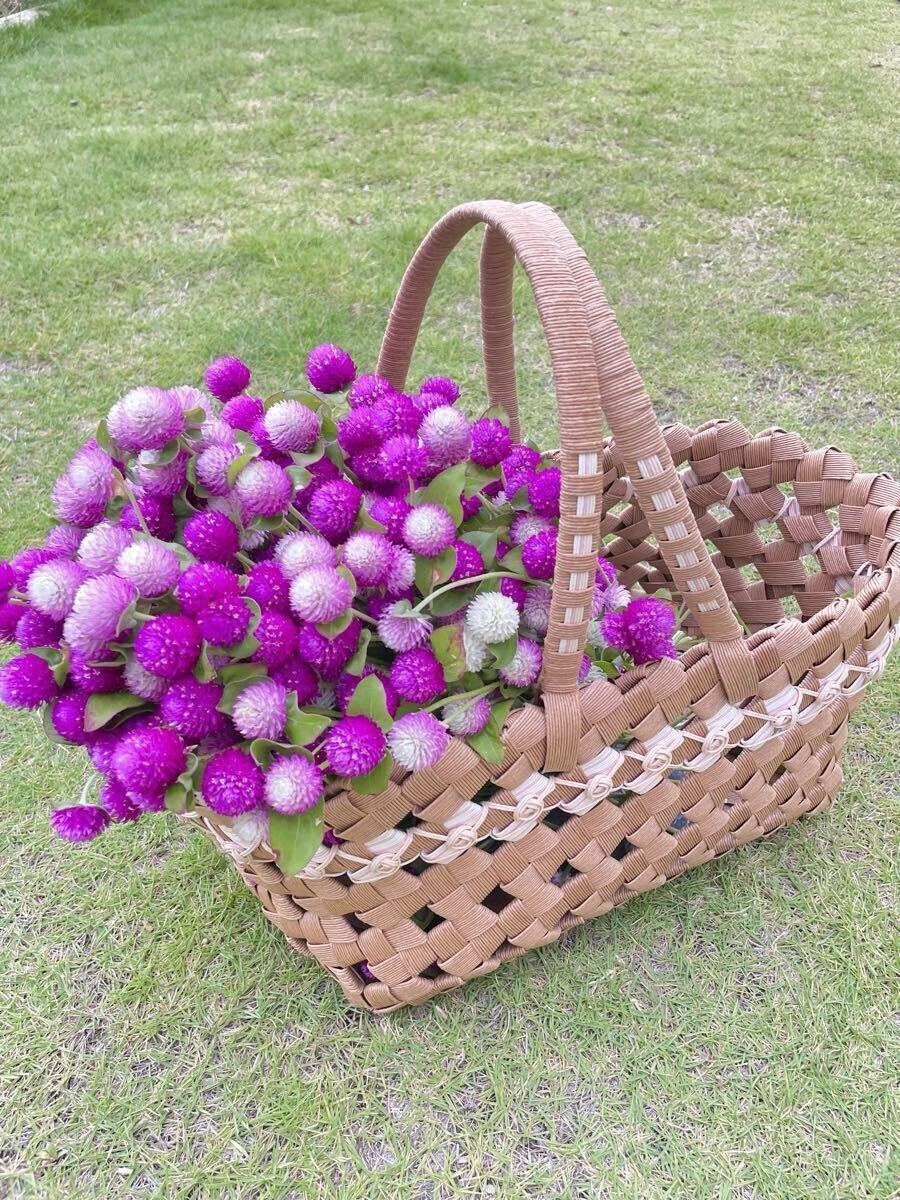 【ネコポス即日発送】千日紅生花25本★バイカラー&パープル フレッシュ切り花★プレゼント 仏花にも!★センニチコウ ②_画像2