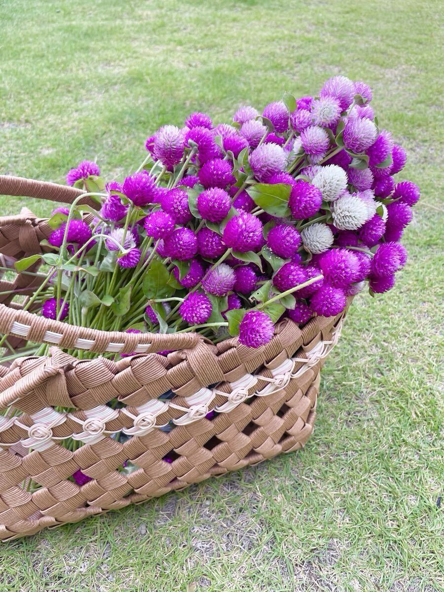 【ネコポス即日発送】千日紅生花25本★バイカラー&パープル フレッシュ切り花★プレゼント 仏花にも!★センニチコウ ②_画像4