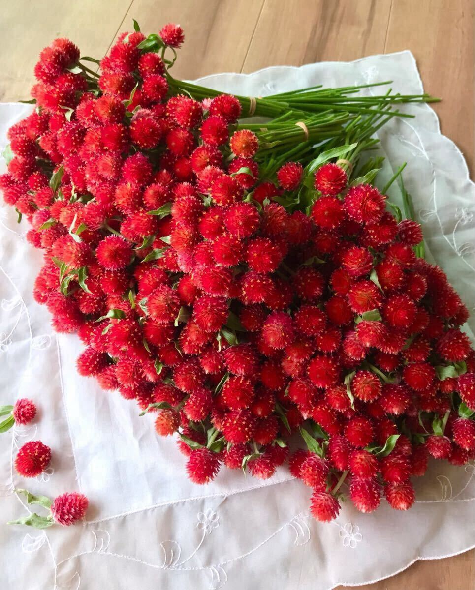 【ネコポス即日発送】千日紅 切り花25本★ストロベリーフィールド生花★赤い千日紅 プレゼントにも！②_画像1