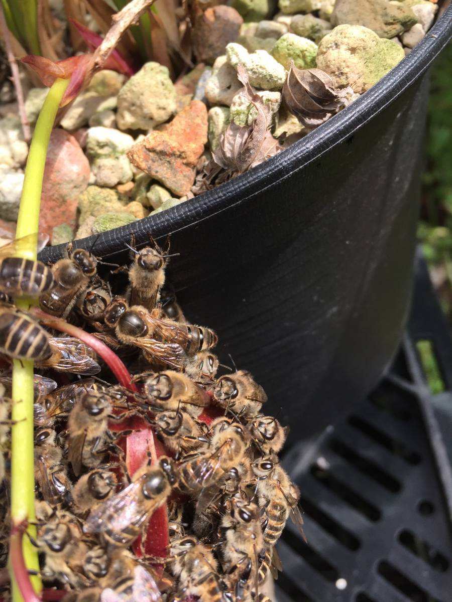 日本蜜蜂(ミツバチ) 100 % の 天然百花蜜(國産ハチミツ) で自家養(yǎng)蜂 (1 ㎏入り　2瓶)