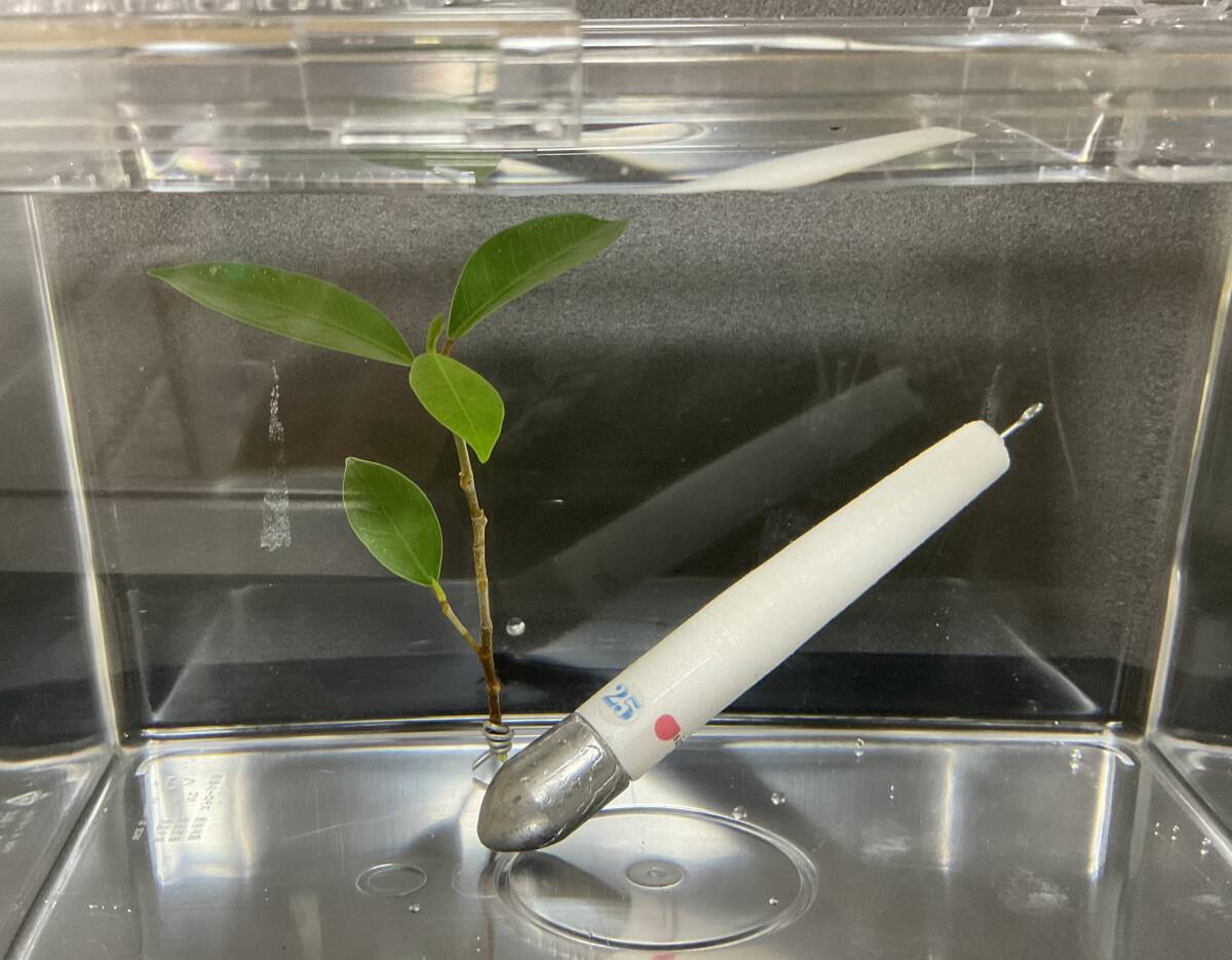 投げシンカー Approx発泡半ブラシンカー 20号3本セット 半ブラ天秤発泡シンカー フロートオモリ ハンドメイド _画像6