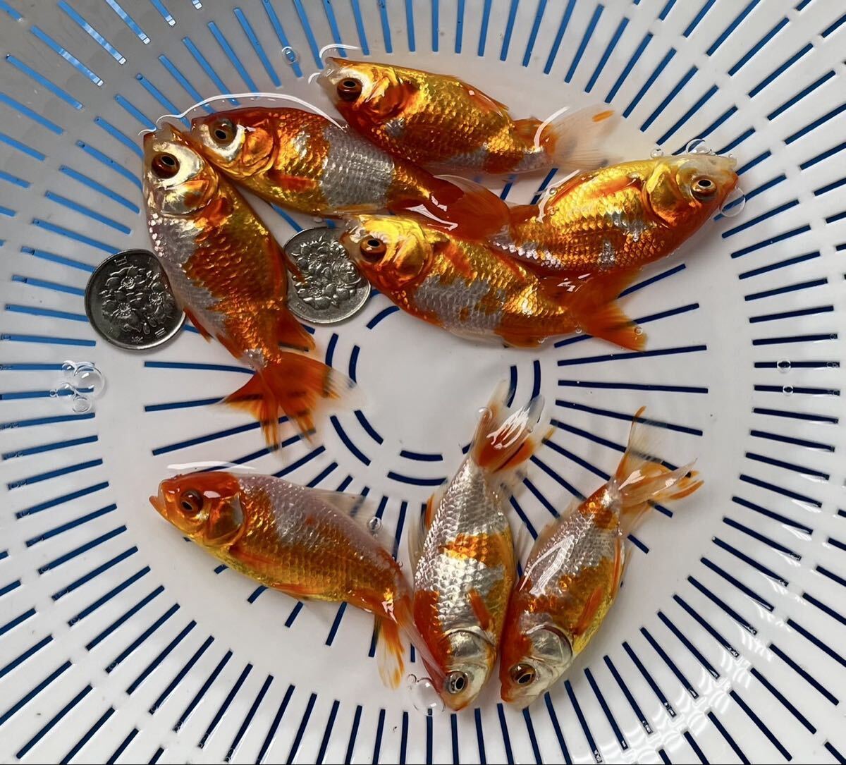 《京都TOTO屋》11x-5国産三尾和金、当才、8匹セット同梱不可、説明書を必ずお読み下さい。_画像6