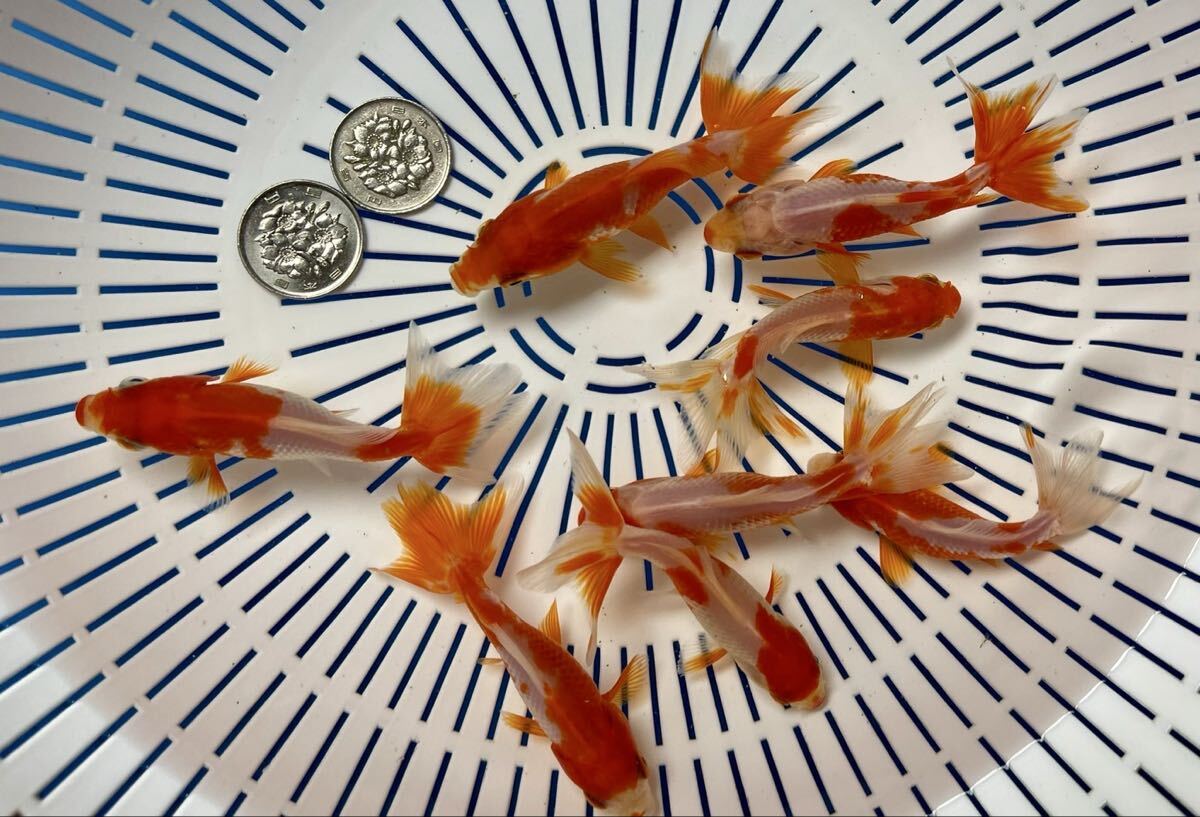 《京都TOTO屋》11x-5国産三尾和金、当才、8匹セット同梱不可、説明書を必ずお読み下さい。_画像4