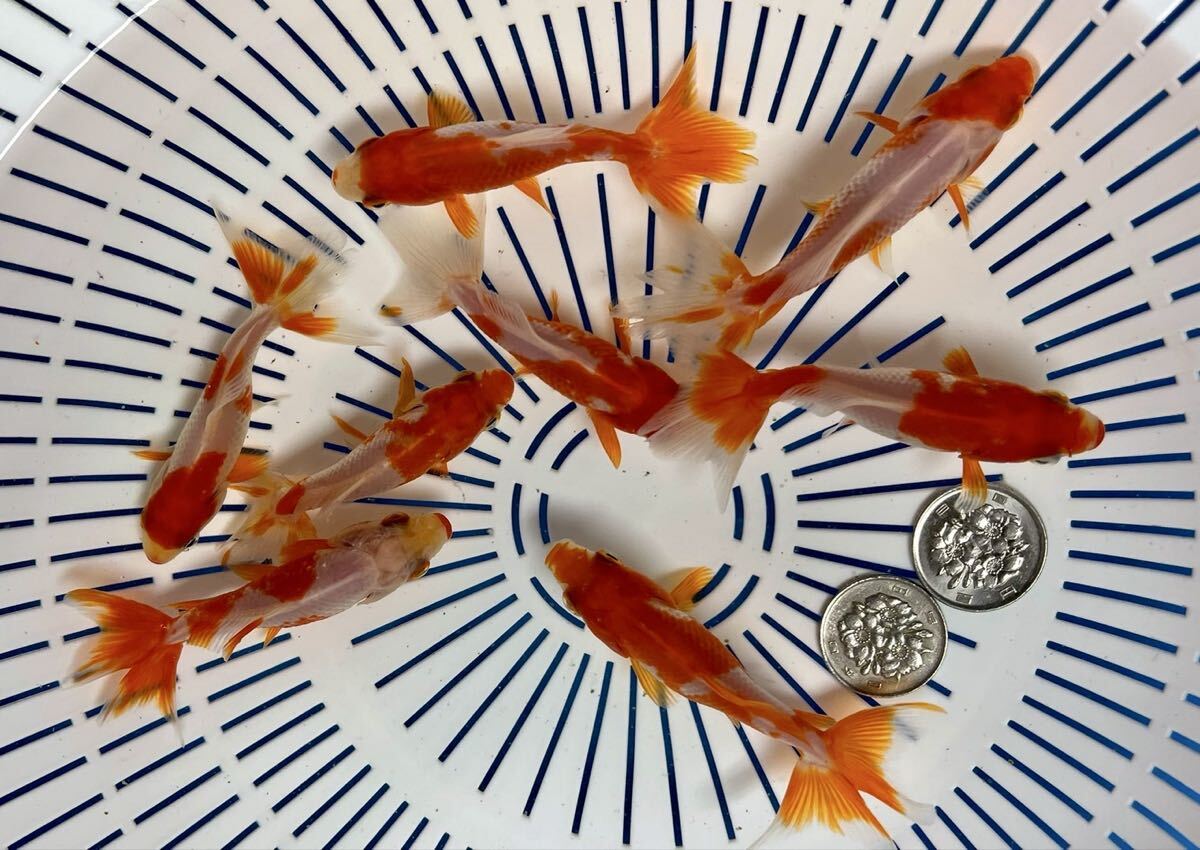 《京都TOTO屋》11x-5国産三尾和金、当才、8匹セット同梱不可、説明書を必ずお読み下さい。_画像2