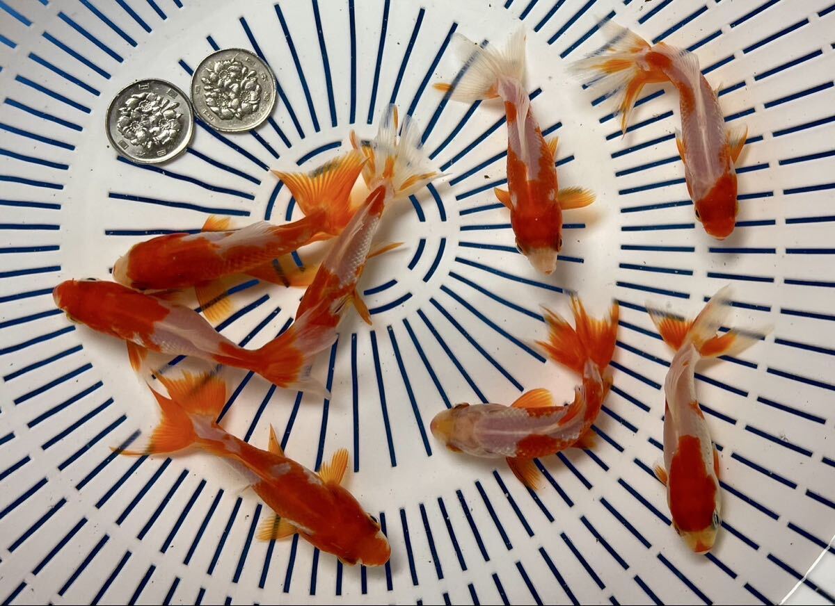 《京都TOTO屋》11x-5国産三尾和金、当才、8匹セット同梱不可、説明書を必ずお読み下さい。_画像3