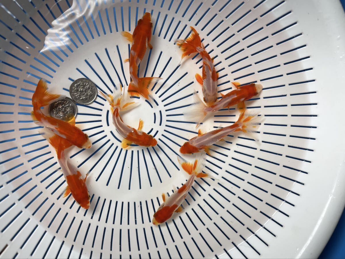 《京都TOTO屋》11x-5国産三尾和金、当才、8匹セット同梱不可、説明書を必ずお読み下さい。_画像8