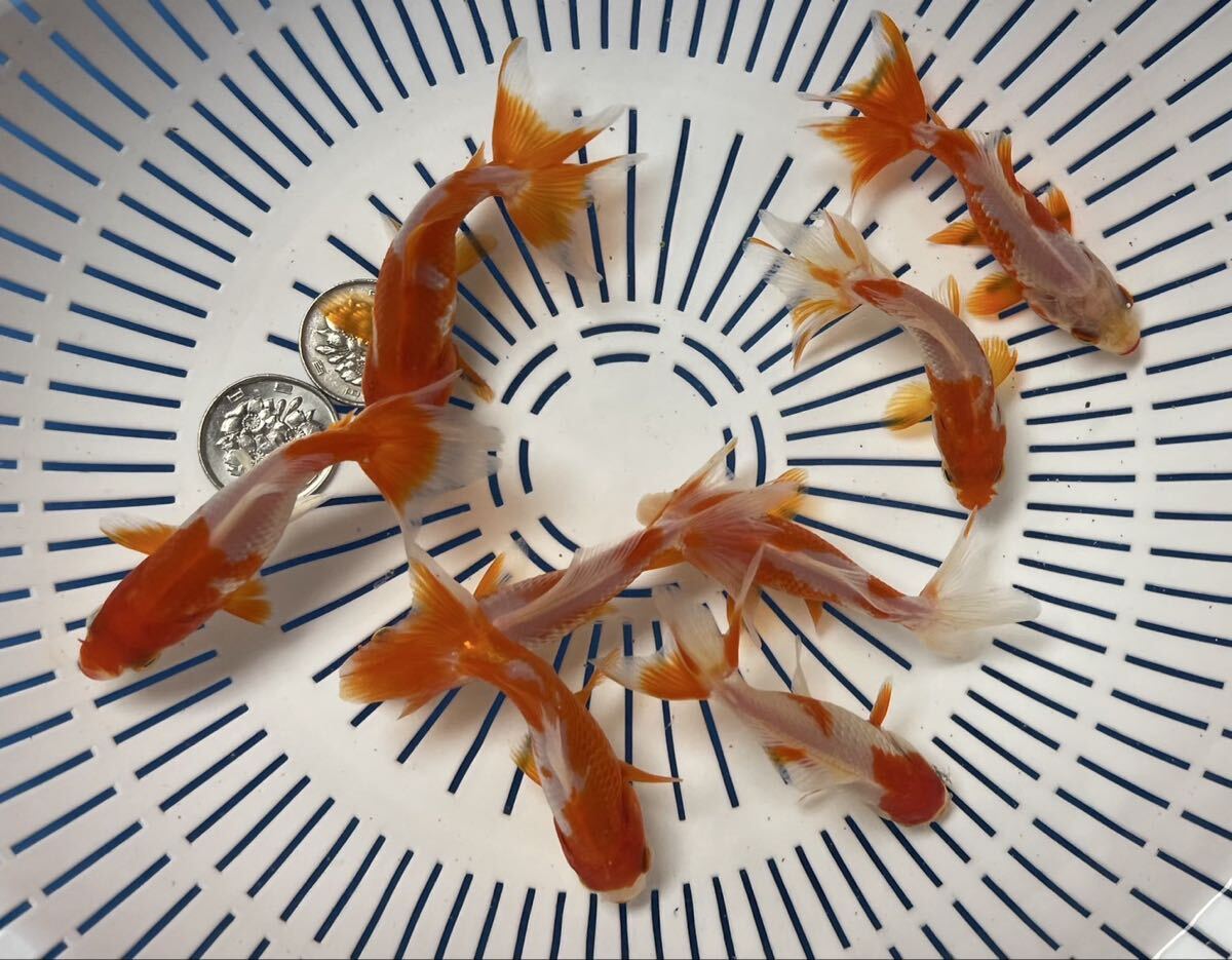 《京都TOTO屋》11x-5国産三尾和金、当才、8匹セット同梱不可、説明書を必ずお読み下さい。_画像5