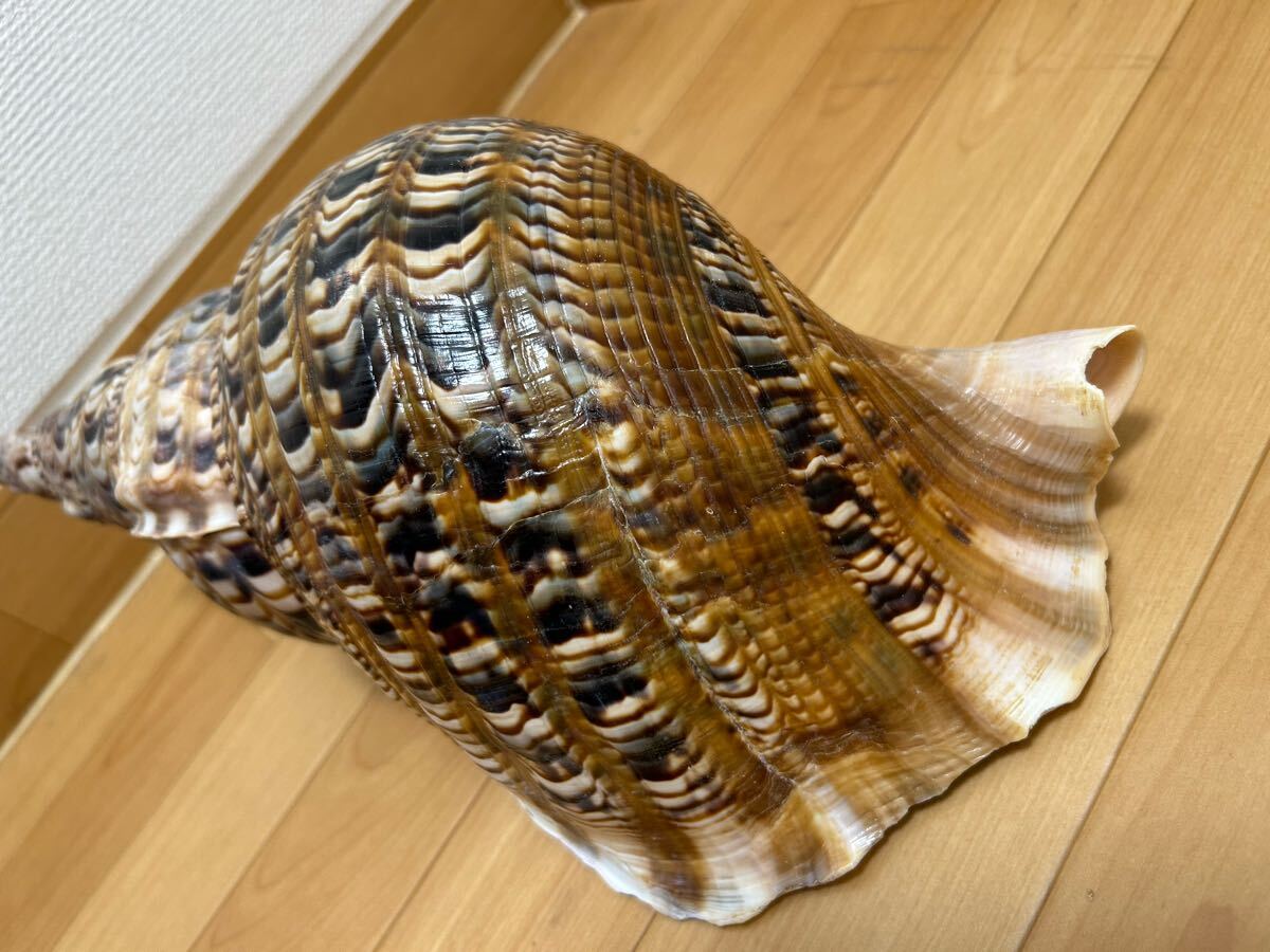 法螺貝 自然ホラ貝 特大サイズ 45cm 1126グラム 色合いがとても綺麗_画像1