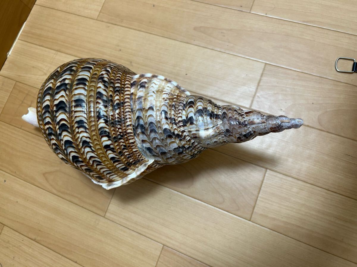 法螺貝 自然ホラ貝 特大サイズ 45cm 1126グラム 色合いがとても綺麗_画像2