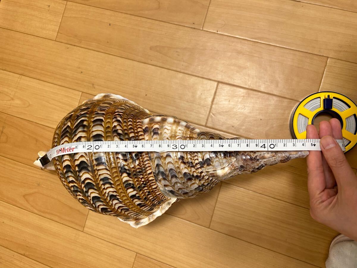 法螺貝 自然ホラ貝 特大サイズ 45cm 1126グラム 色合いがとても綺麗_画像3