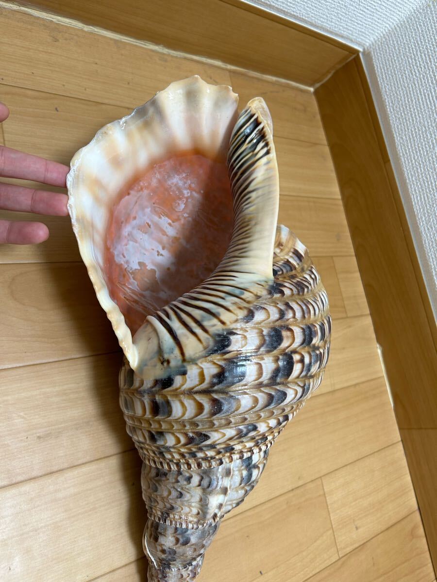 法螺貝 自然ホラ貝 特大サイズ 45cm 1126グラム 色合いがとても綺麗_画像5