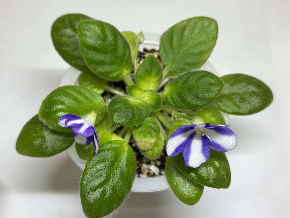 セントポーリア/ トリンケットホワイトキャップス開花株_画像3