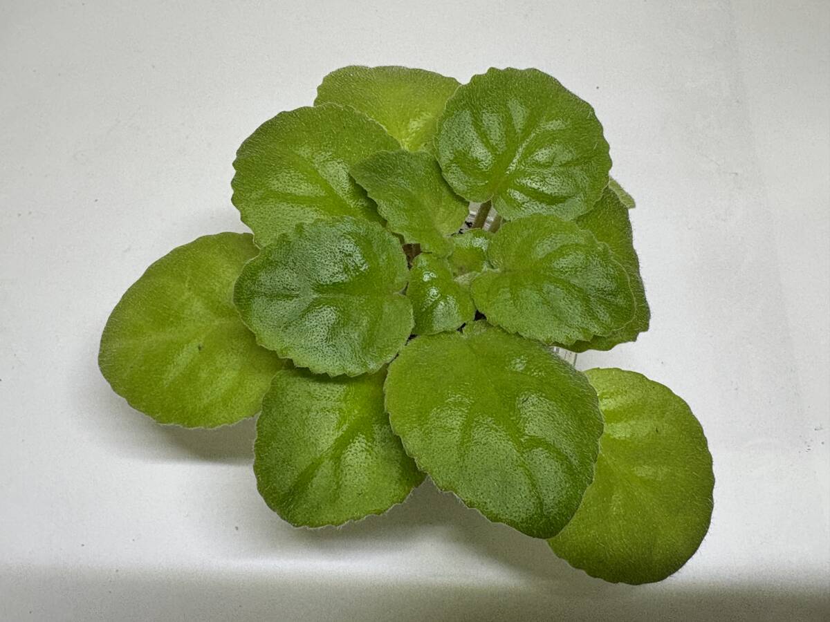 セントポーリア／　　　ジプシーＴＲ　苗_画像3